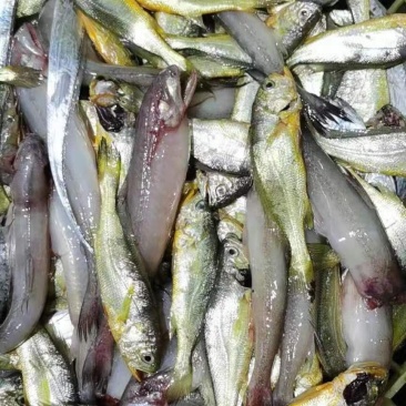小黄鱼