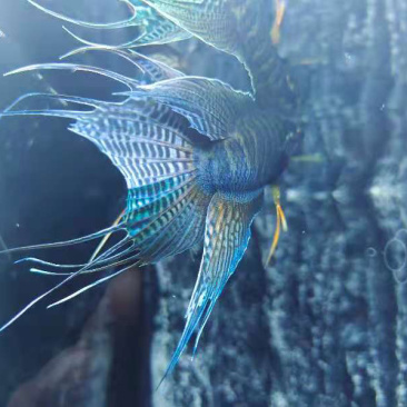中国斗鱼养殖基地，接受各地，水族馆，鱼商合作