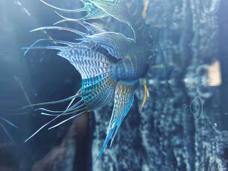 中国斗鱼养殖基地，接受各地，水族馆，鱼商合作