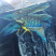 中国斗鱼养殖基地，接受各地，水族馆，鱼商合作