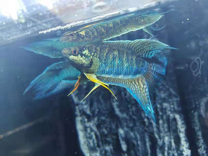 中国斗鱼养殖基地，接受各地，水族馆，鱼商合作