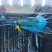 中国斗鱼养殖基地，接受各地，水族馆，鱼商合作