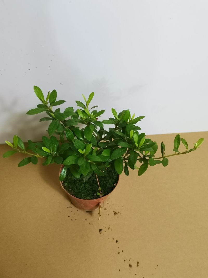 品种杜鹃五宝绿珠