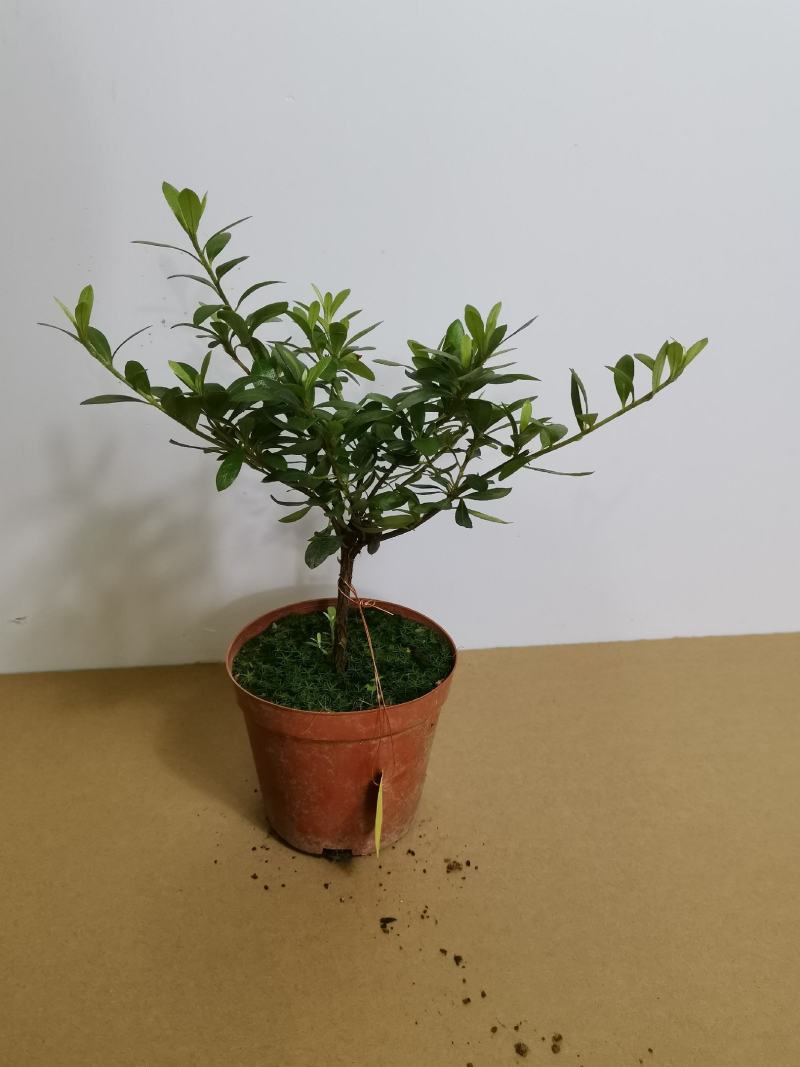 品种杜鹃五宝绿珠