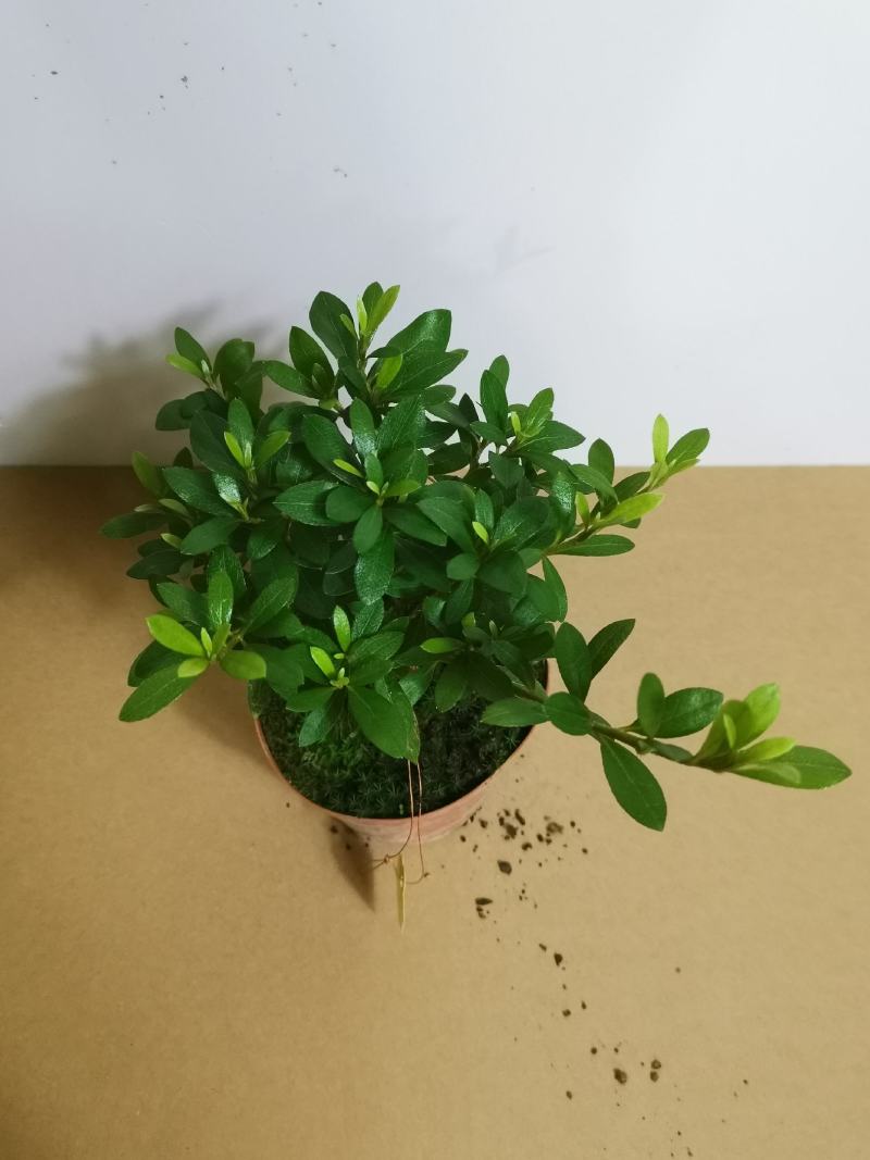 品种杜鹃五宝绿珠