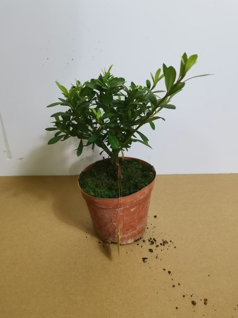 品种杜鹃五宝绿珠