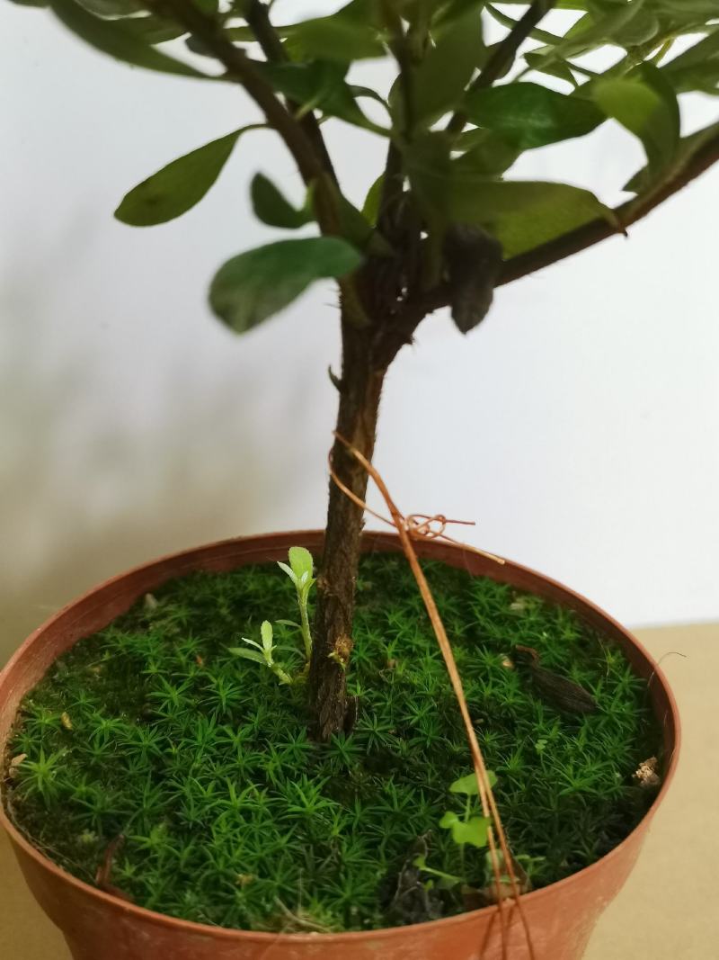 品种杜鹃五宝绿珠