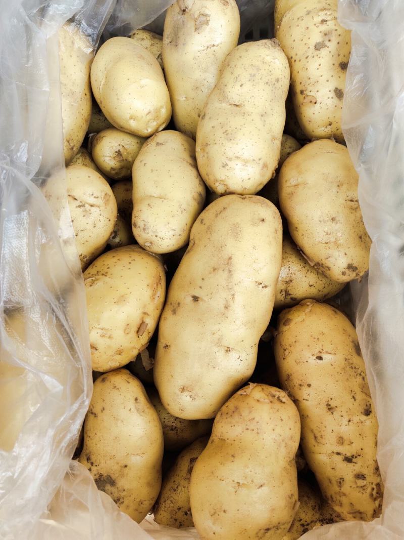 土豆荷兰十五黄心土豆产地直发价低质优