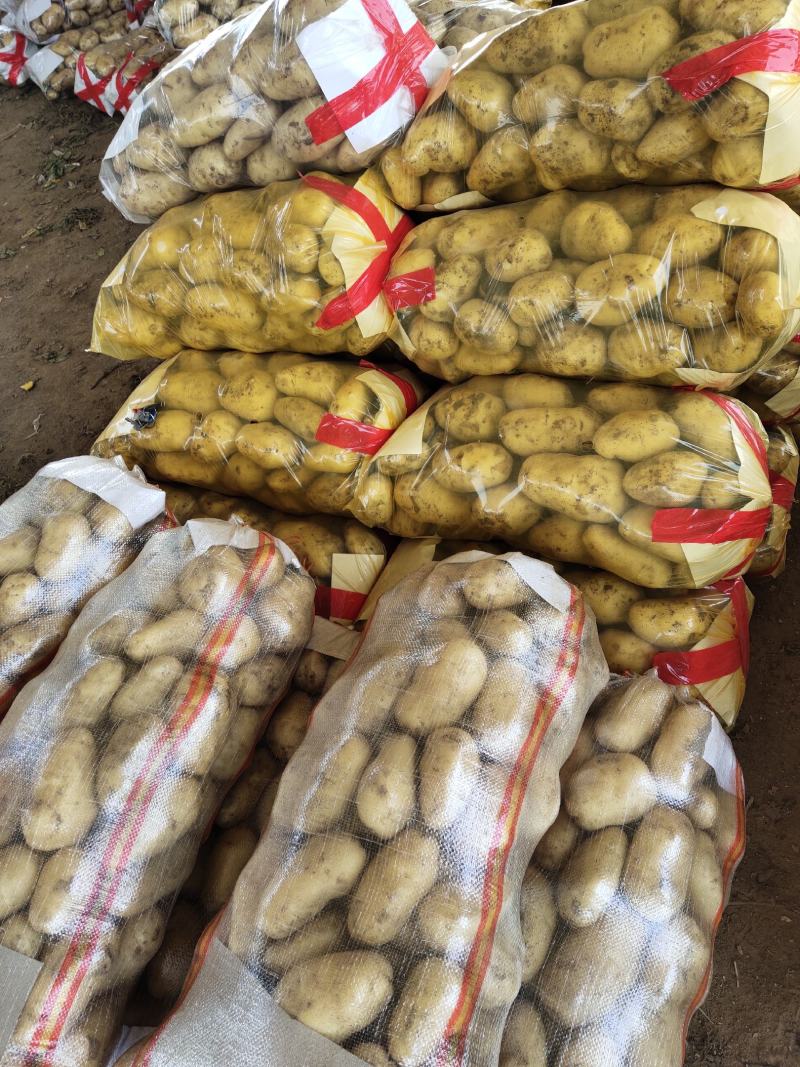 土豆荷兰十五黄心土豆产地直发价低质优