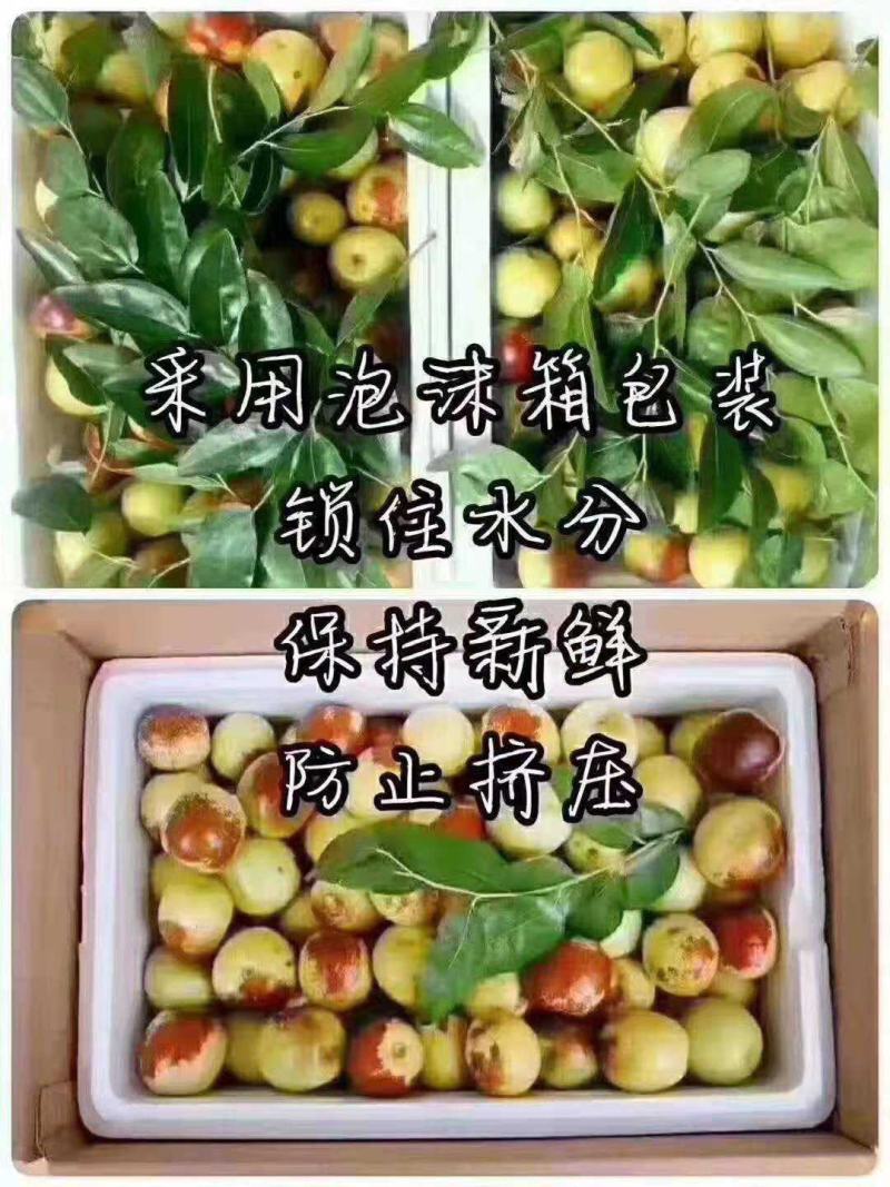 冬枣婆枣鲜枣自家枣园现摘现发可视频看枣一手货源量大从优