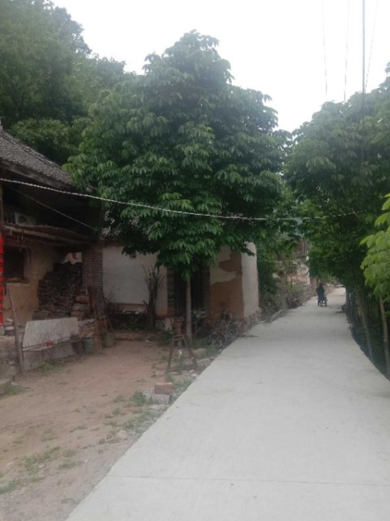 各种规格七叶树，规格齐全
