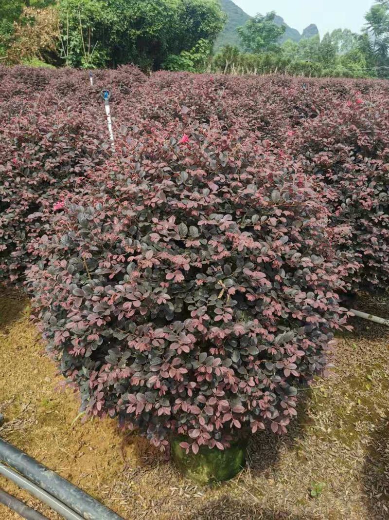 产地直供清地苗红花继木红继木50-120cm实球给价就卖