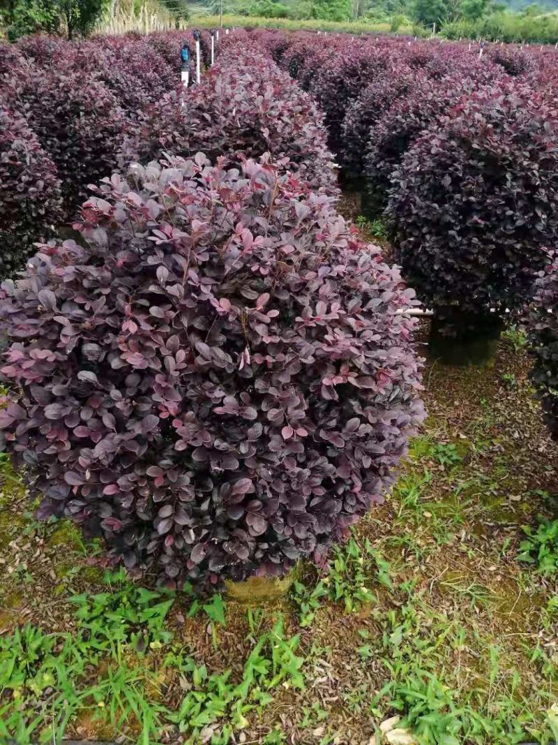 产地直供清地苗红花继木红继木50-120cm实球给价就卖