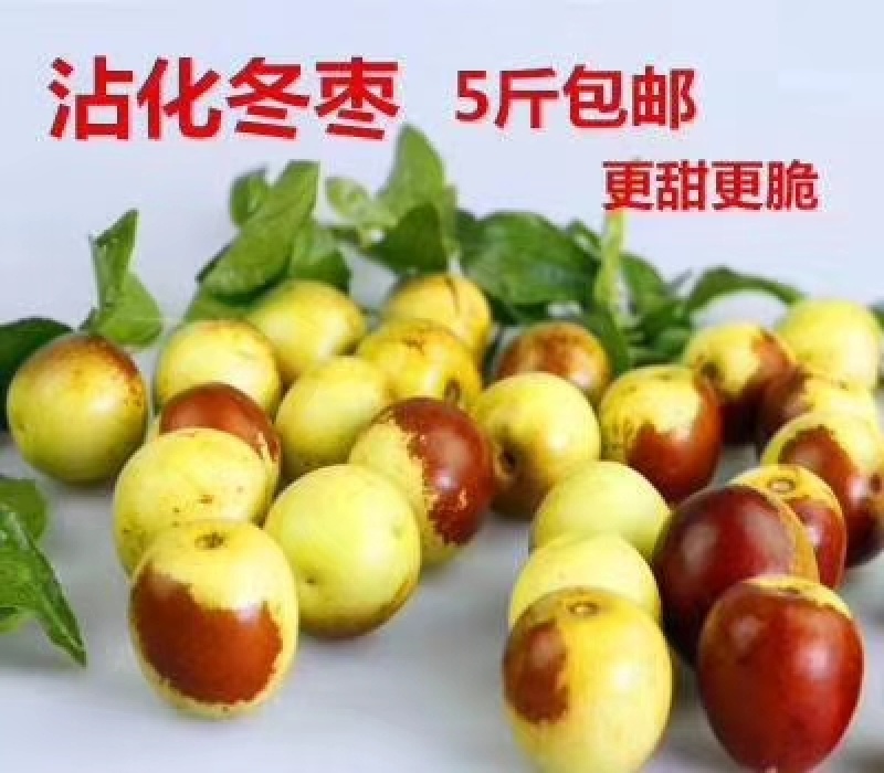 冬枣婆枣鲜枣自家枣园现摘现发可视频看货一手货源不包邮