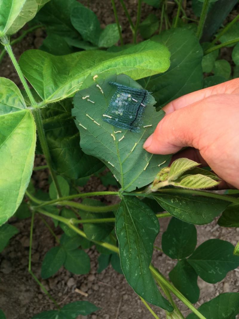 欢迎预订4-5-6-7-8月份的虫卵。专业养殖豆虫（豆丹