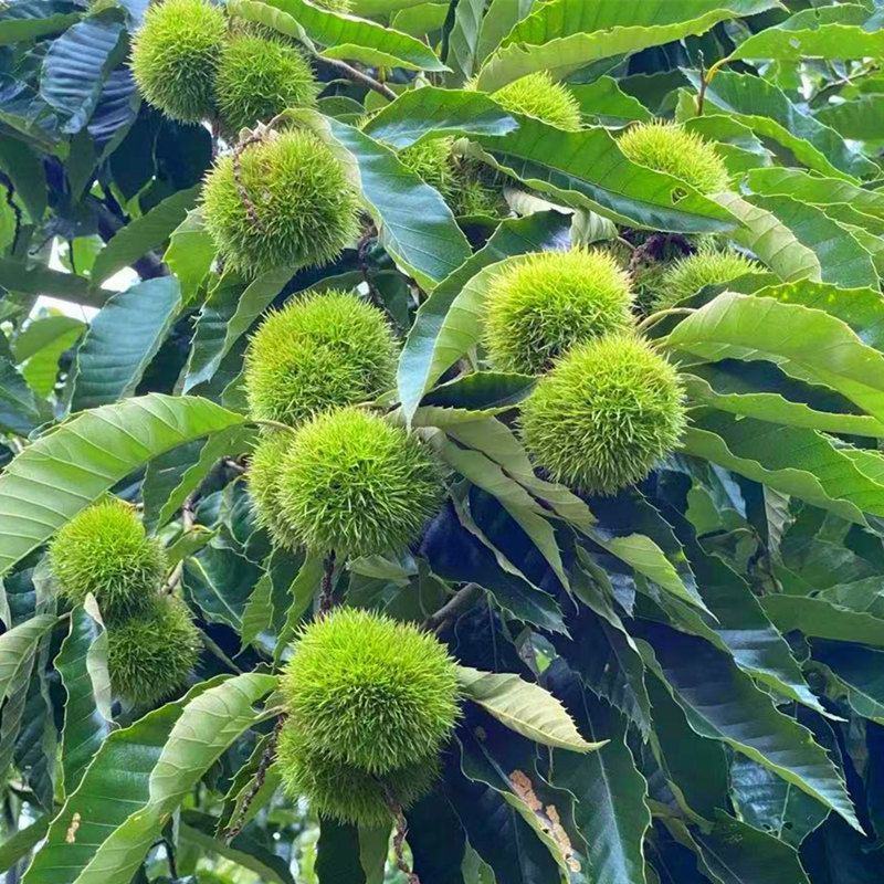 板栗生新鲜5斤非迁西批发农家现摘生栗子