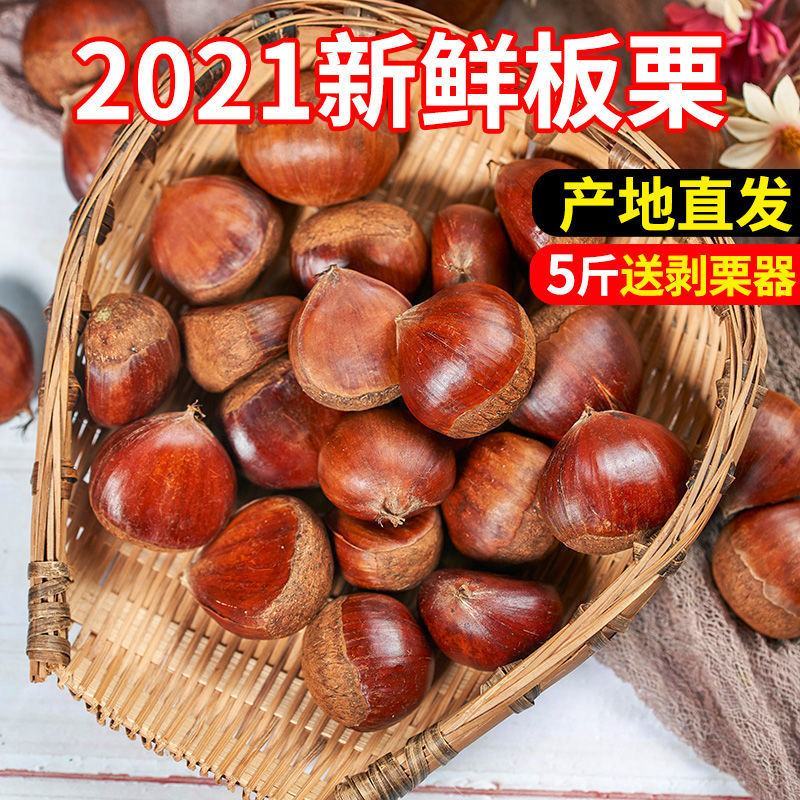 板栗生新鲜5斤非迁西批发农家现摘生栗子