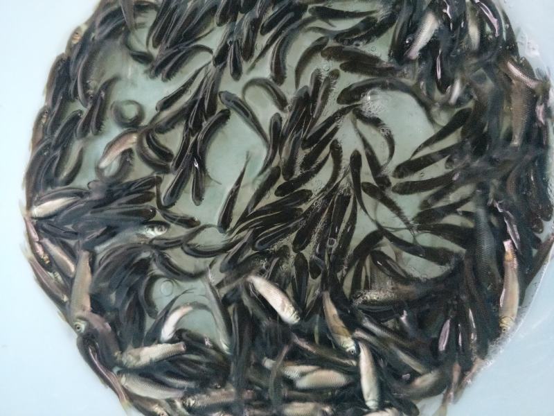 草鱼苗抗病毒快大！量大从优基地直发致电联系