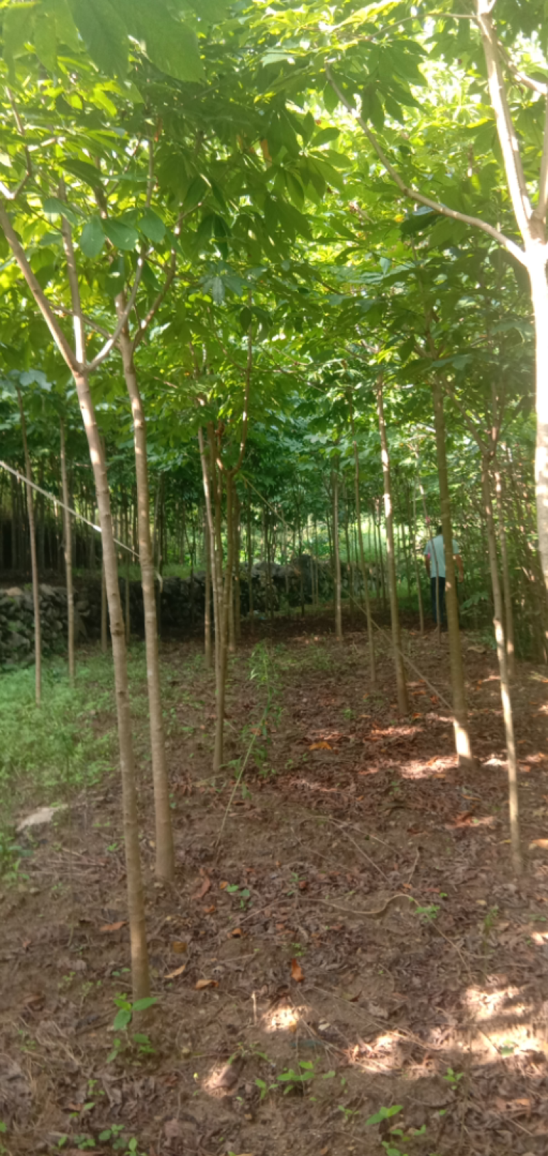 各种规格七叶树，2到40公分规格齐全