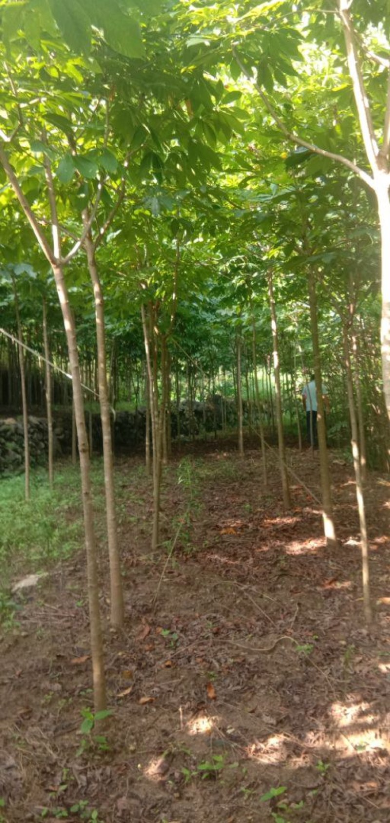 各种规格七叶树规格齐全
