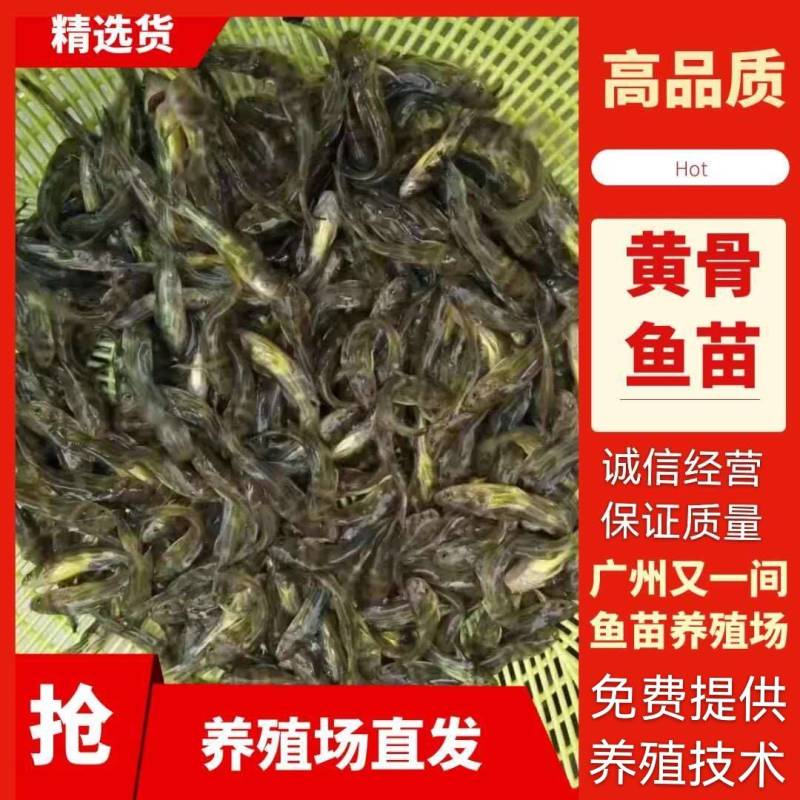 广州又一间鱼苗场批发黄颡鱼苗，黄骨鱼苗，黄优一号鱼黄