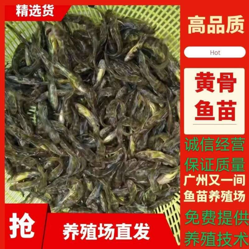广州又一间鱼苗场批发黄颡鱼苗，黄骨鱼苗，黄优一号鱼黄