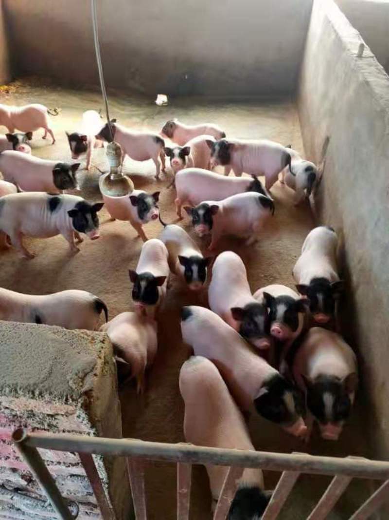 产地直供两头乌小猪母猪，带胎母猪货量充足，欢迎采购