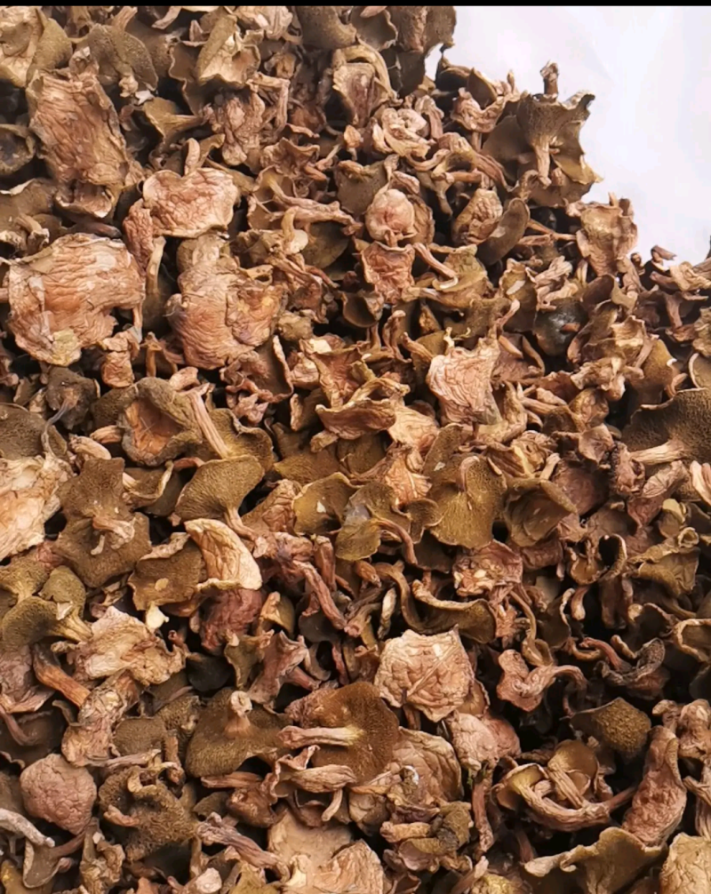 红乳牛肝菌干货红松蘑滑子菇松树菌源产地精品批发