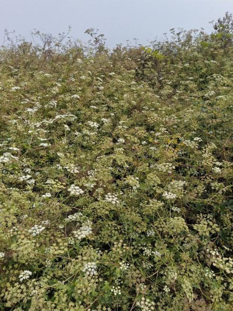 新采药材籽白花前胡种子鸡脚前胡官前胡山独活提供视频看货
