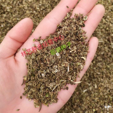 新采药材籽白花前胡种子鸡脚前胡官前胡山独活提供视频看货