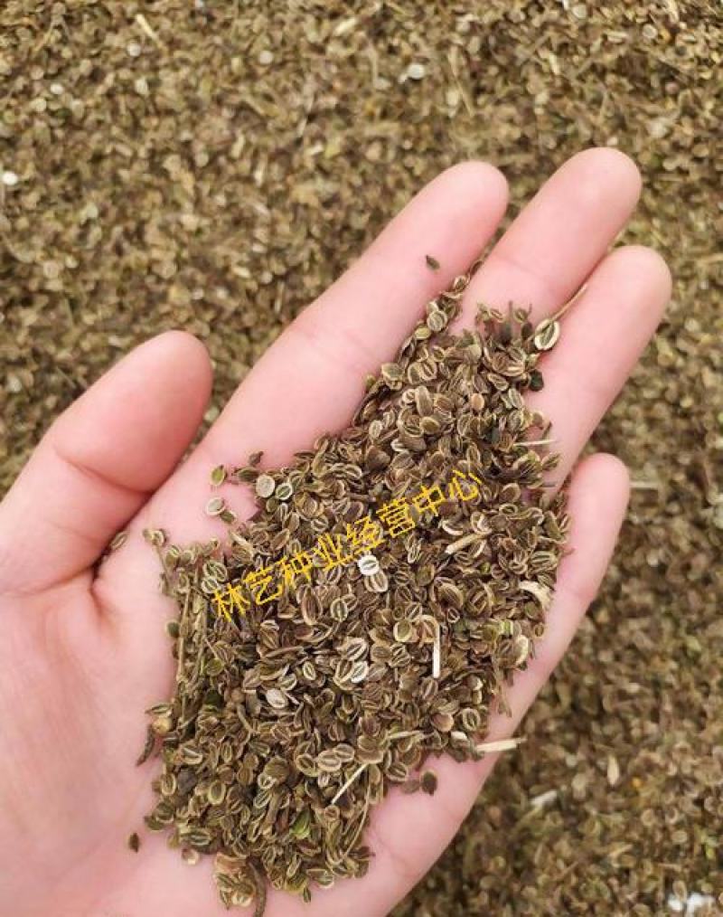 新采药材籽白花前胡种子鸡脚前胡官前胡山独活提供视频看货