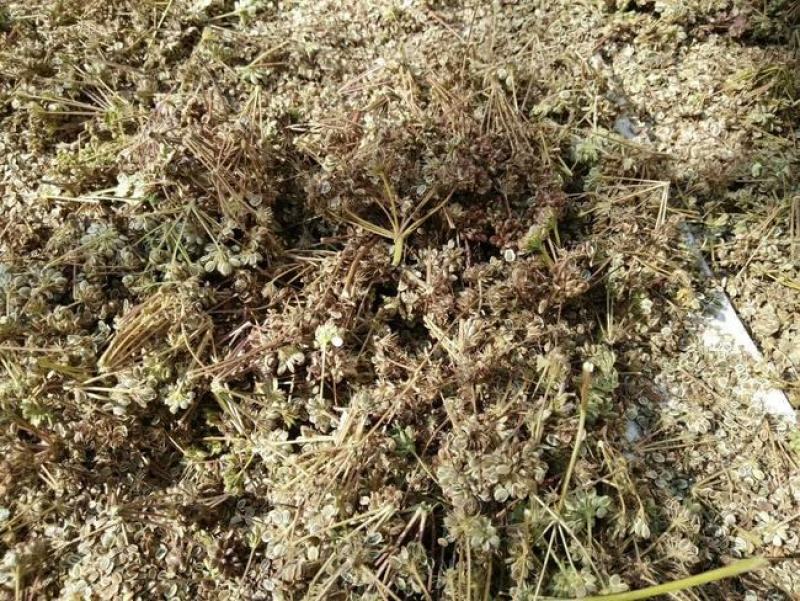 新采药材籽白花前胡种子鸡脚前胡官前胡山独活提供视频看货