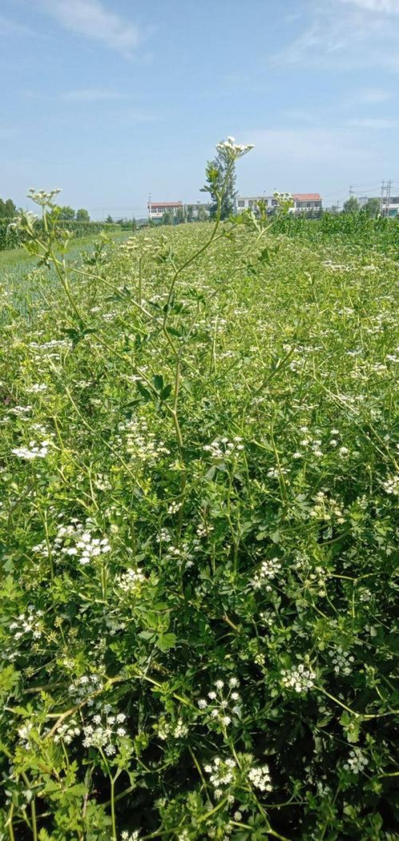 新采药材籽白花前胡种子鸡脚前胡官前胡山独活提供视频看货