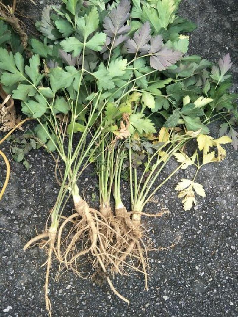 新采药材籽白花前胡种子鸡脚前胡官前胡山独活提供视频看货