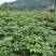 新采药材籽白花前胡种子鸡脚前胡官前胡山独活提供视频看货
