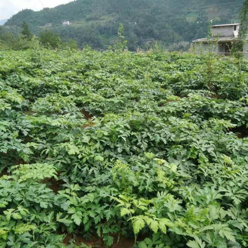 新采药材籽白花前胡种子鸡脚前胡官前胡山独活提供视频看货