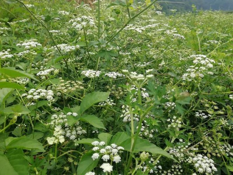 新采药材籽白花前胡种子鸡脚前胡官前胡山独活提供视频看货