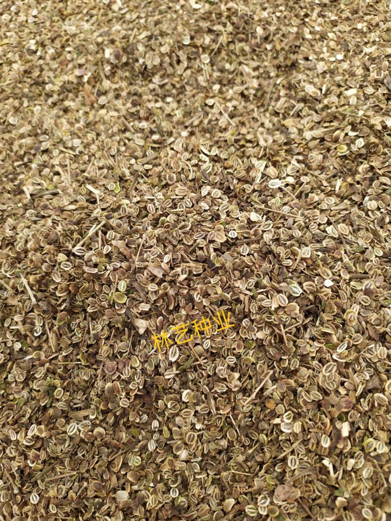 新采药材籽白花前胡种子鸡脚前胡官前胡山独活提供视频看货