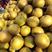 圆黄梨，六两以上，光果大上市基地直供全年有货可供商超