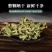 正品野生蛤蟆草干的2021新品包运费500g