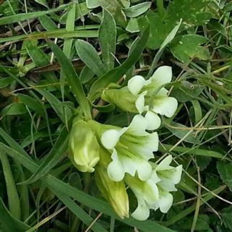 山野秦艽种子正品新秦九种籽秦椒麻花大九中草药苗