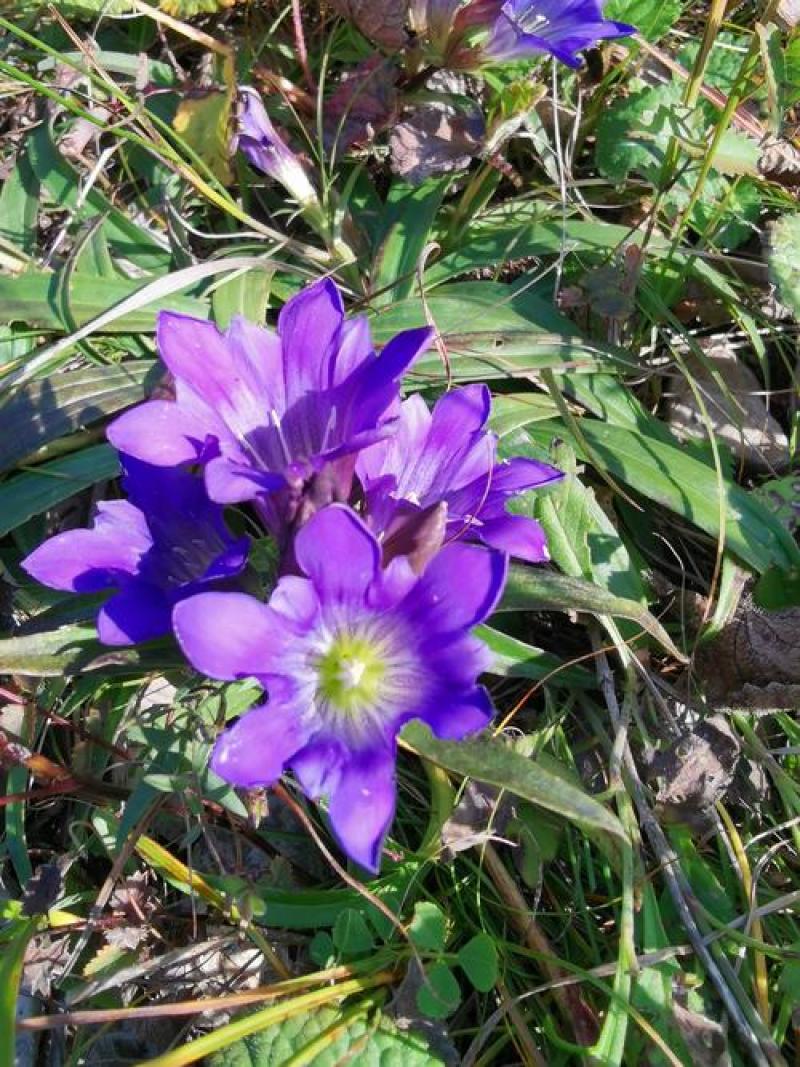山野秦艽种子正品新秦九种籽秦椒麻花大九中草药苗