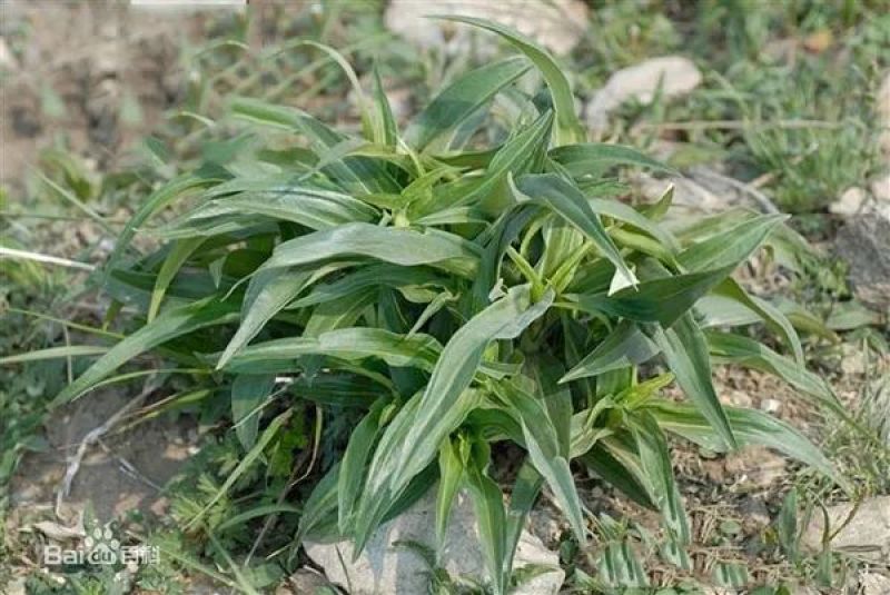 山野秦艽种子正品新秦九种籽秦椒麻花大九中草药苗