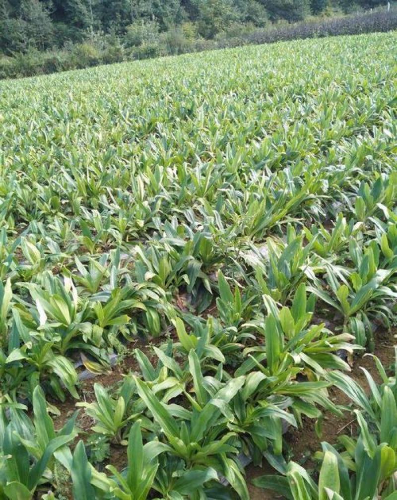 山野秦艽种子正品新秦九种籽秦椒麻花大九中草药苗