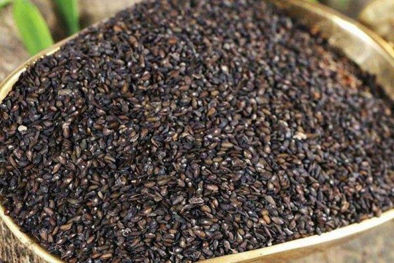 车前子籽中药材野生车前子茶车钱子车前草种籽中草药