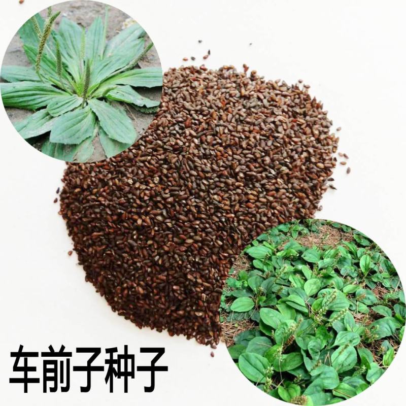 车前子籽中药材野生车前子茶车钱子车前草种籽中草药
