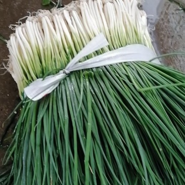 柳州小香葱大量上市