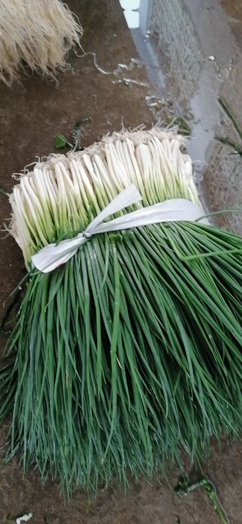 柳州小香葱大量上市