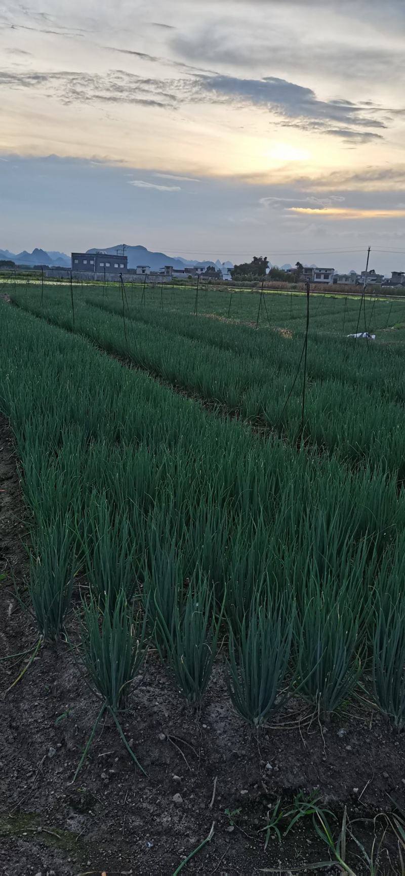 柳州小香葱大量上市