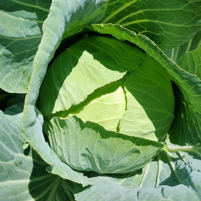 湖北甘蓝精品圆包菜产地直供一手货源支持视频看货